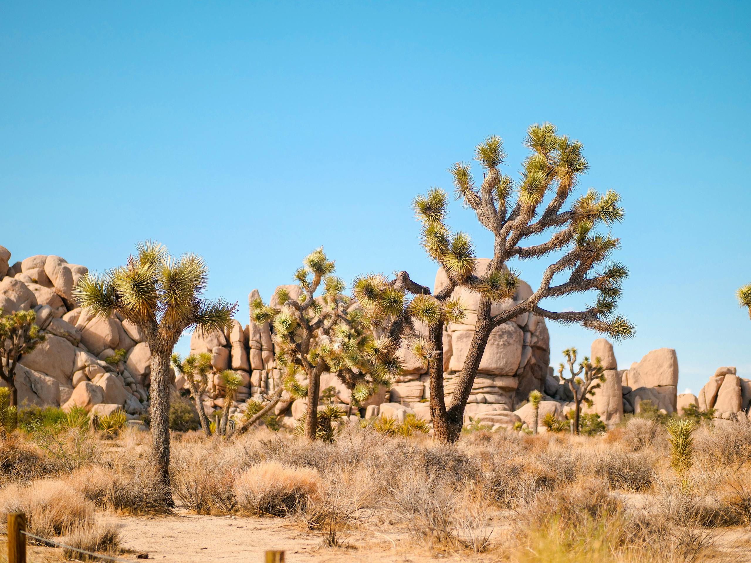 Explore the iconic Joshua Trees in California's desert environment at Joshua Tree National Park.